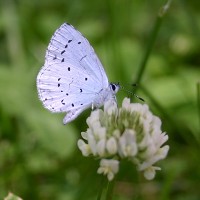 Schmetterling, wahrscheinlich Faulbaumbläuling