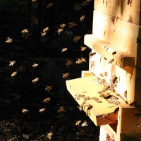 Bienen vor einer Magazinbeute