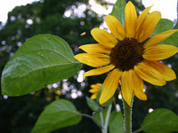 Biene im Anflug auf eine Sonnenblume